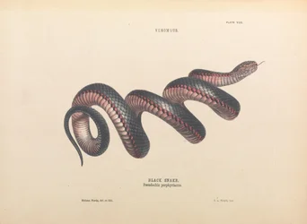 Black Snake, Pseudechis porphyriacus